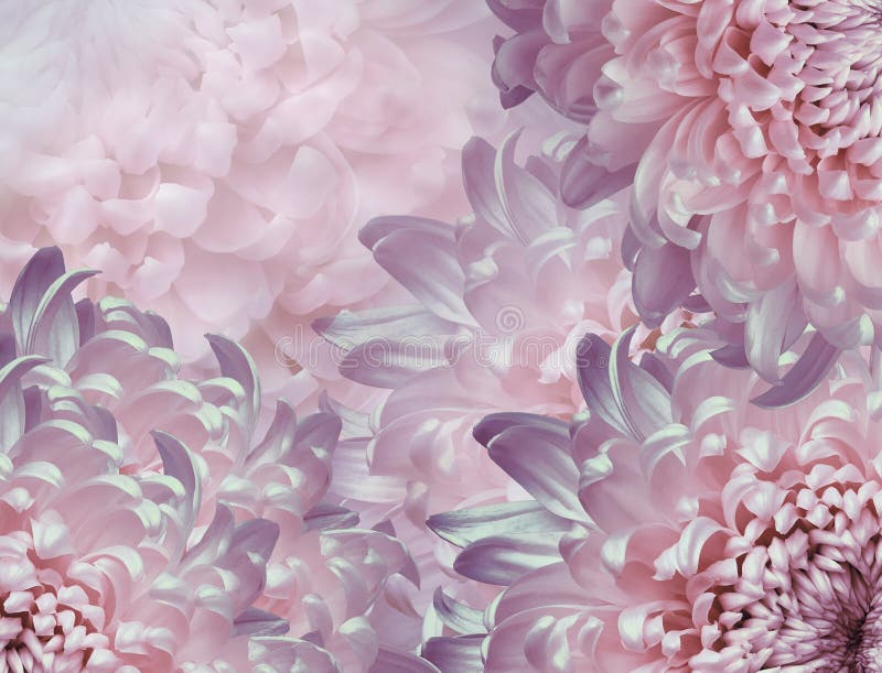 Chrysanthemum flowers. pink and purple background. floral collage. flower composition. Close-up stock photo