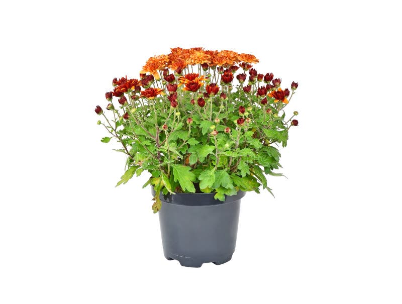 Chrysanthemum Flowers Sprout Stock Image Image of beautiful