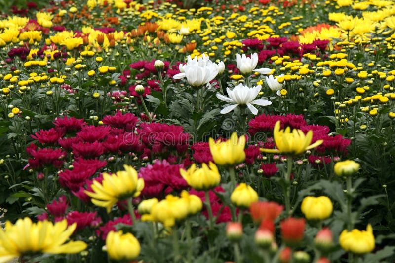Chrysanthemum Garden stock photo. Image of horticulture 11694326