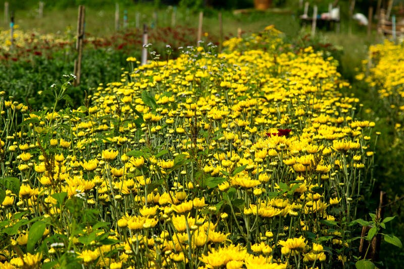 Chrysanthemum Garden stock photo. Image of yellow, botany 29722840