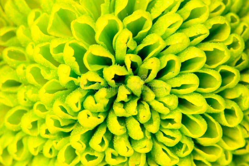 Lime Green Pom Pom Flower Square Background Stock Image Image of