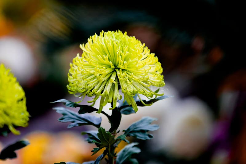Blooming chrysanthemums royalty free stock photos