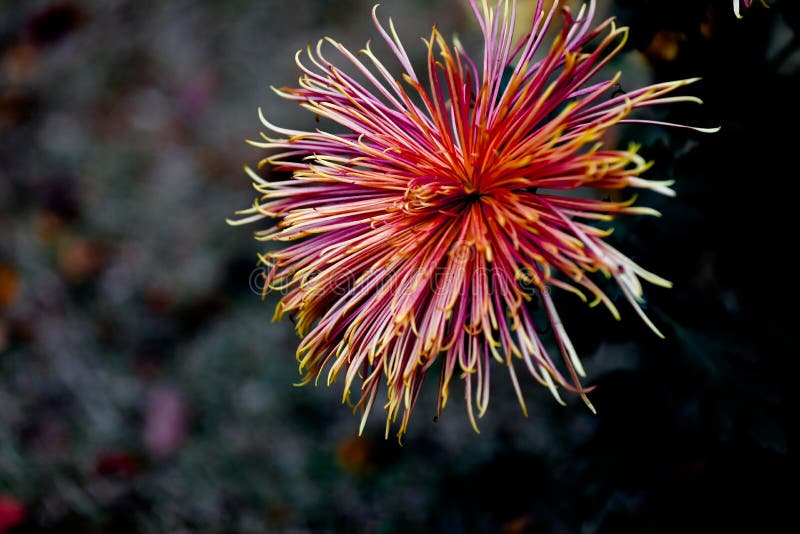 Blooming chrysanthemums royalty free stock images