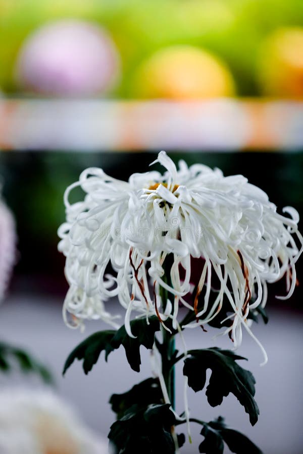 Blooming chrysanthemums royalty free stock photos