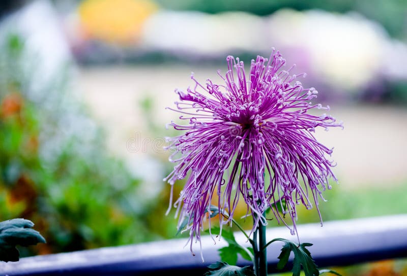 Blooming chrysanthemums stock photo