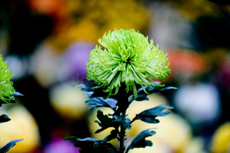 Blooming chrysanthemums royalty free stock images