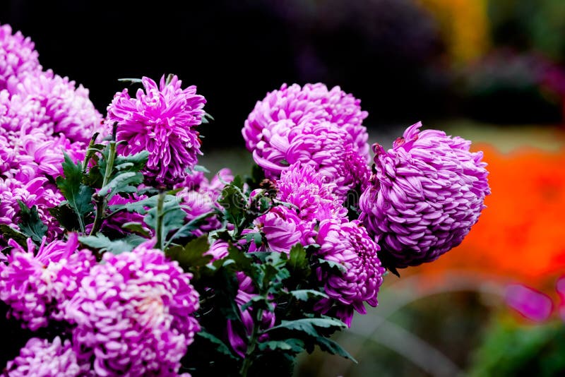 Blooming chrysanthemums royalty free stock photography