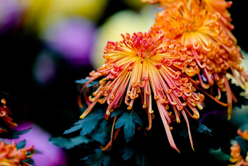 Blooming chrysanthemums royalty free stock photos