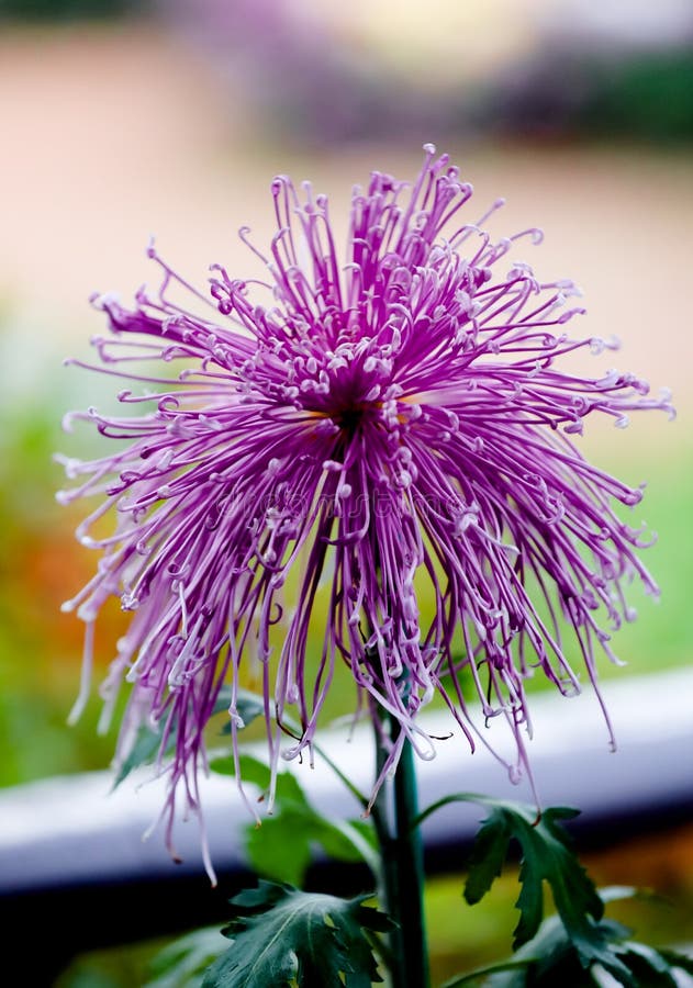 Blooming chrysanthemums royalty free stock images