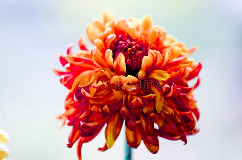 Blooming chrysanthemums. Chrysanthemum has its own characteristics, some beautiful and elegant, some dazzling, some high up. .. .. .. .. .. Chrysanthemum is mainly frosted, colorful and unique. Look! Flowers are as red as fire, white as snow, pink as clouds, big balls like balls, and small lanterns like exquisite lanterns. The clusters of chrysanthemum flowers, pulling the core in full bloom. Chrysanthemum Yeshuang, has become purple, who can think of it, this autumn ditch is actually chrysanthemum world. In the sun, how charming, dazzling, how magical!