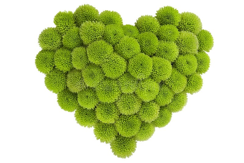 Chrysanthemum in love shape