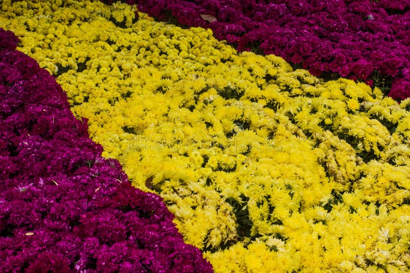 Chrysanthemum morifolium like cold or warm. If the plant big boob and north to have beautiful. stock image Chrysanthemum morifolium like cold or warm. If the plant big boob and north to have beautiful. stock image