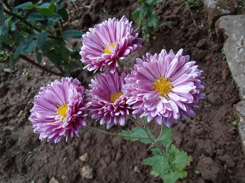 The Indian guldaudi flower plant.Chrysanthemum bud flower green leaf plant