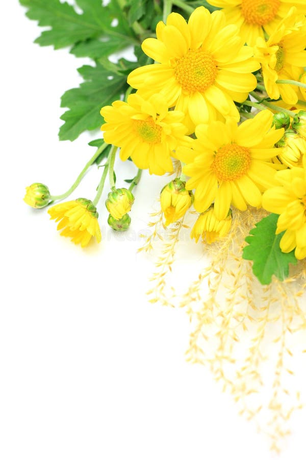 Chrysanthemum and pampas grass