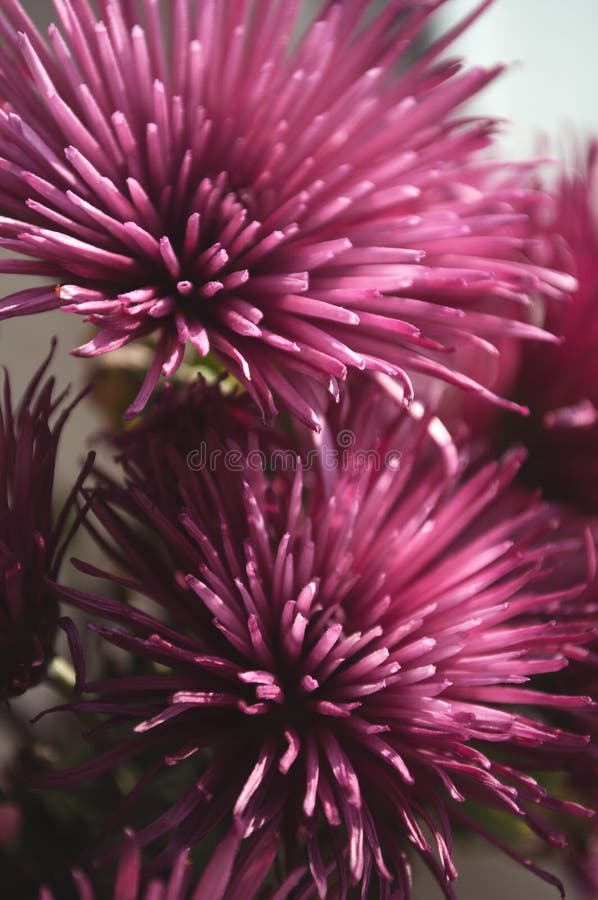 Chrysanthemum Perennial Garden Stock Image Image of autumn, petal