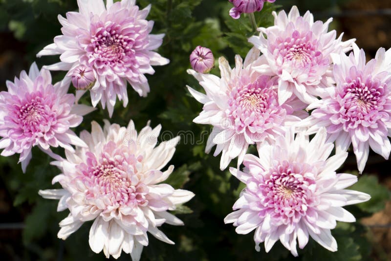 Chrysanthemum Pink Flower at the Greenhouse farm.