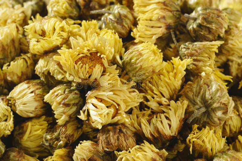 Chrysanthemum Tea stock image. Image of flower, herbal 34612891