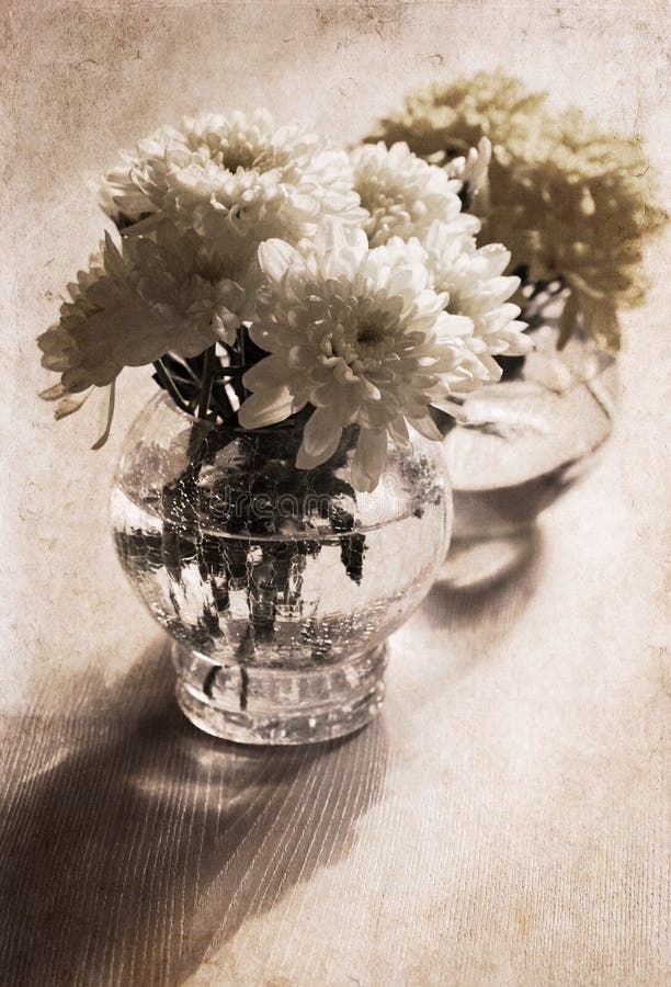 Chrysanthemum in the vase stock photo. Image of macro - 34750362