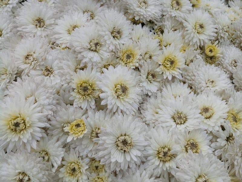 Chrysanthemum white flower stock photo. Image of hand 171702896