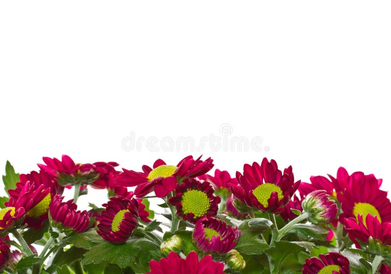 Chrysanthemums