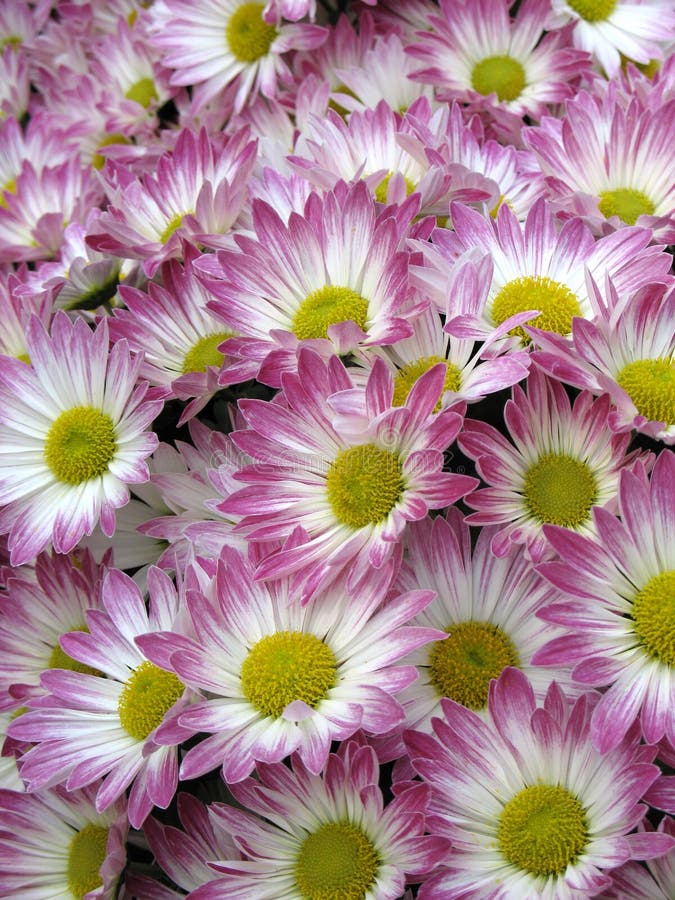 Chrysanthemums stock image
