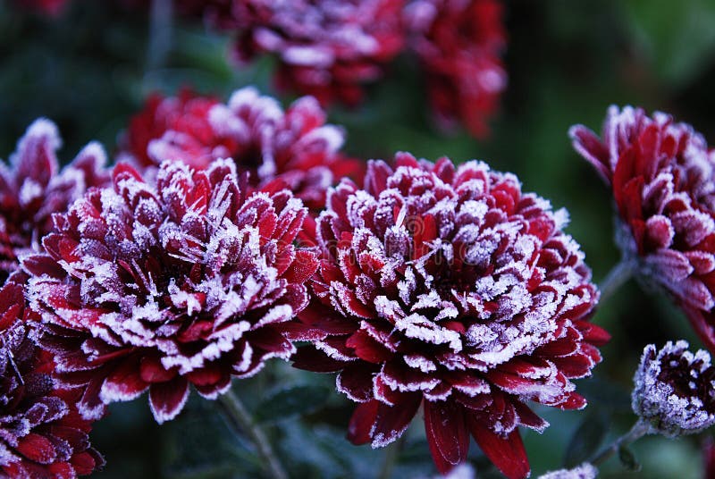 Red chrysanthemums stock photo. Image of flora, flowers 105277772