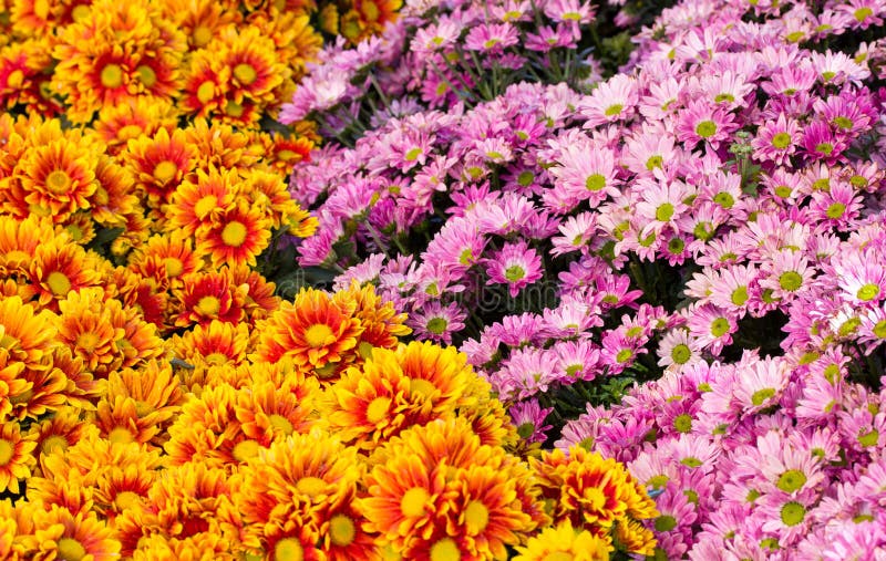 Chrysanthemums Daisy Flower Fields Blooming Stock Image Image of