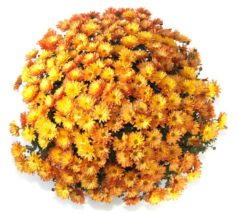 Chrysanthemums in Flowerpot Stock Image Image of mums, macro 7155491