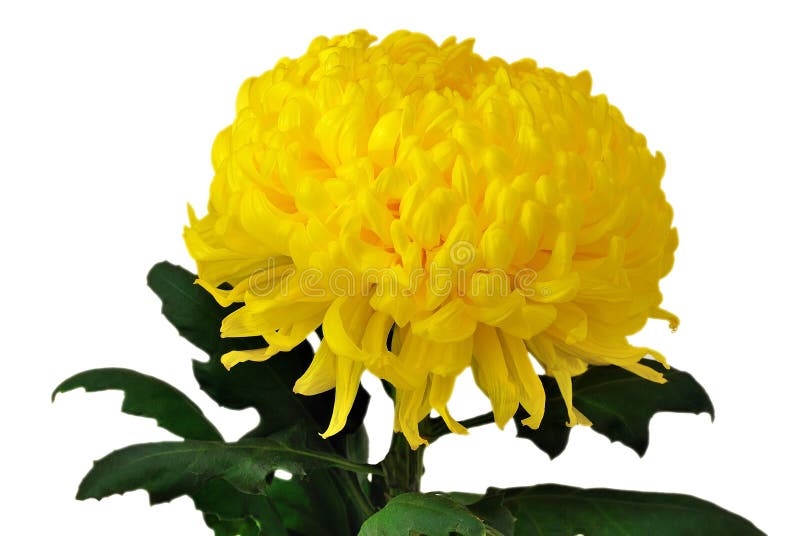 chrysanthemumyellow royaltyfria foton chrysanthemumyellow royaltyfria foton