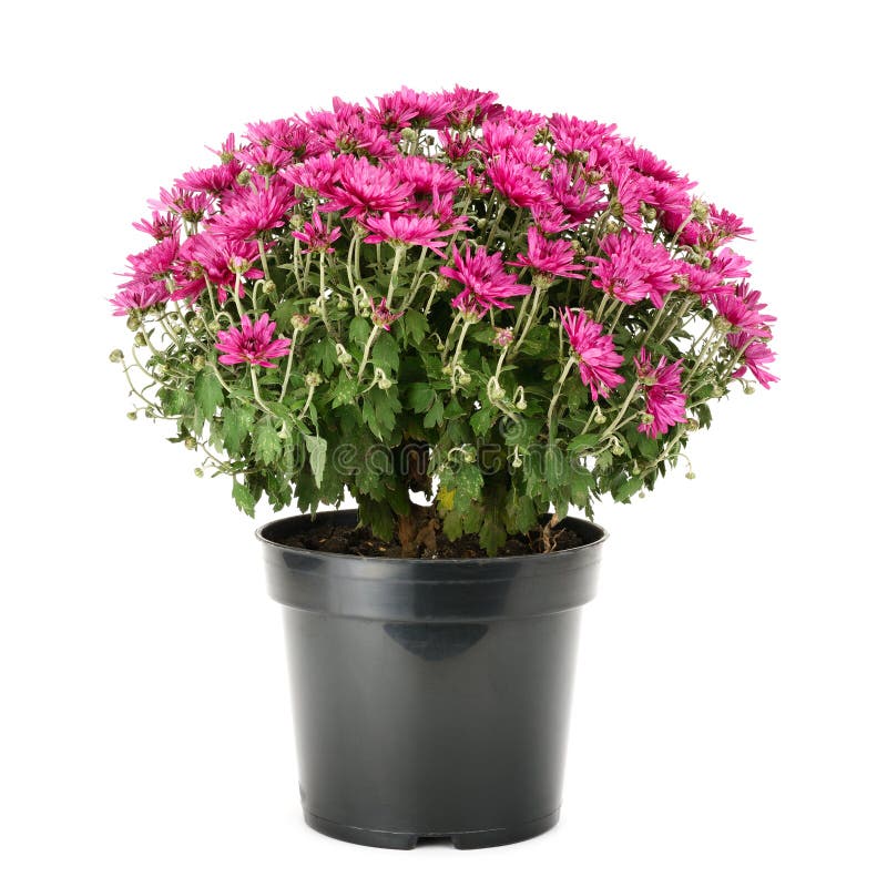Chrysanthème de floraison dans le pot de fleurs image stock