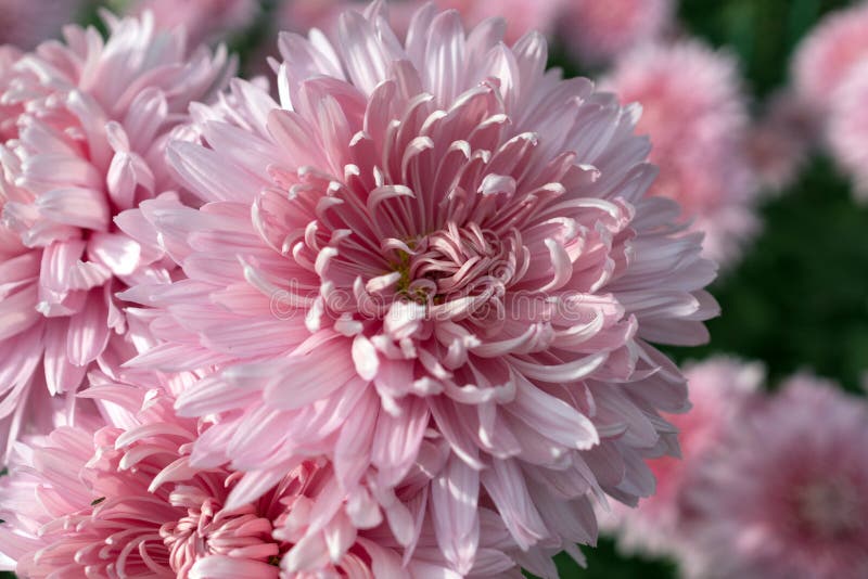 Chrysanthème florissant. Bal d'automne de chrysanthèmes dans le jardin botanique