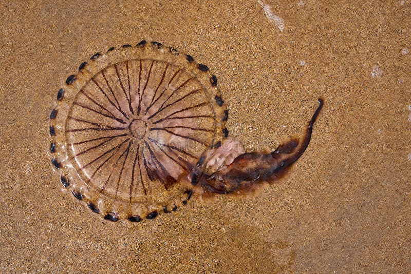 Compass Jellyfish Washed Up on Beach Stock Image Image of hysoscella