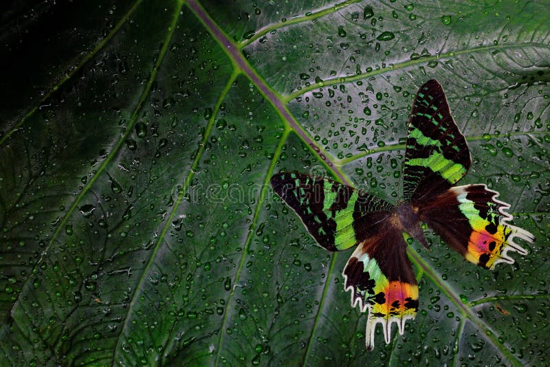 Chrysiridia rhipheus, Madagascan solnedgångmal, härlig gräsplan och svartfjärilssammanträde på gröna sidor, endemisk i Madagascar arkivfoto Chrysiridia rhipheus, Madagascan solnedgångmal, härlig gräsplan och svartfjärilssammanträde på gröna sidor, endemisk i Madagascar arkivfoto