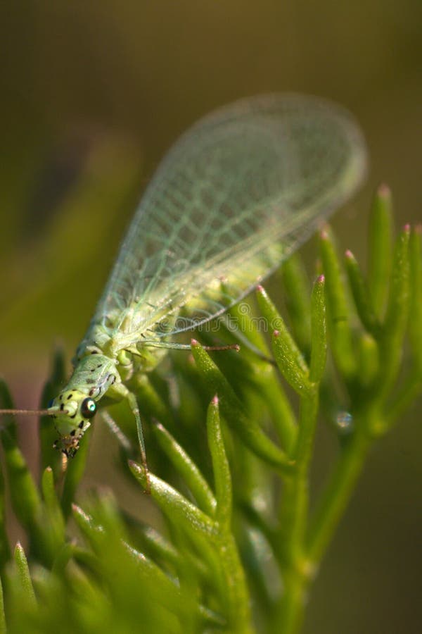 A chrysopa