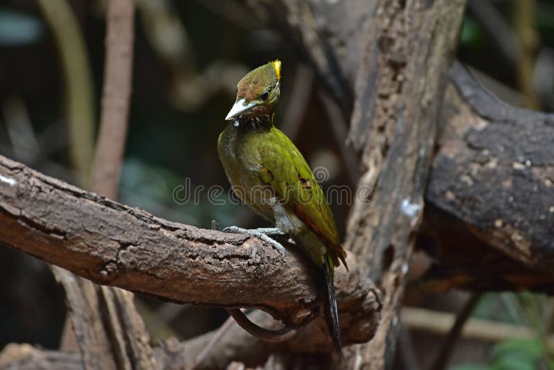 Chrysophlegma flavinucha mayor de color amarillo encaramado en un tronco de árbol en el bosque