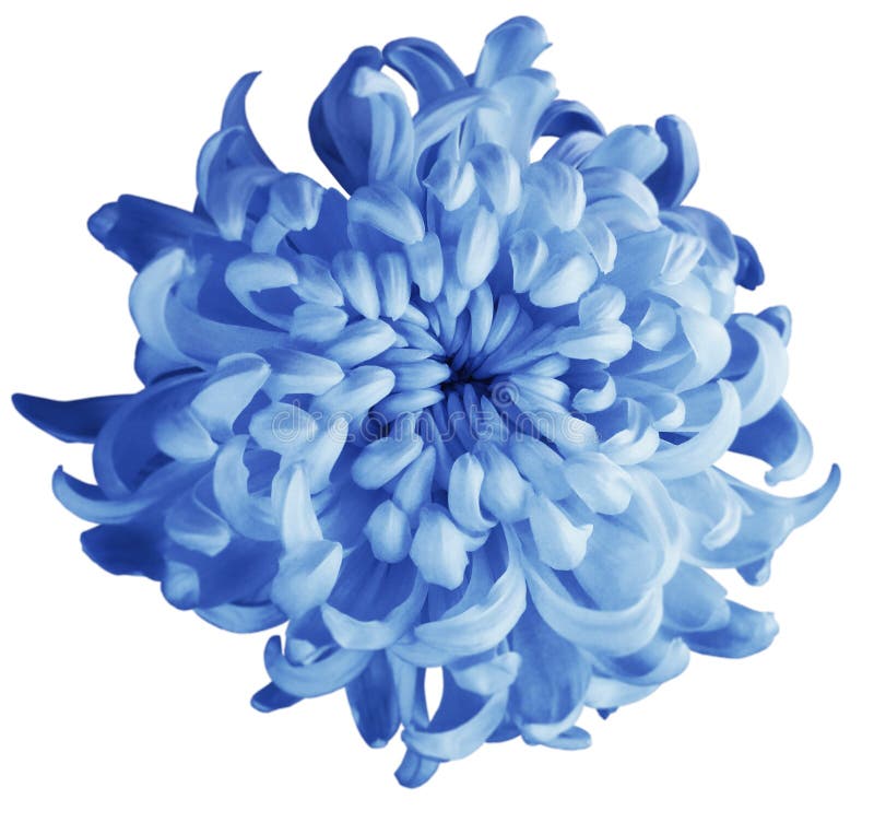 Chryzantema błękitny kwiat odizolowywający z ścinek ścieżką na białym tle Piękny chryzantema zmrok - błękita centrum dla desig