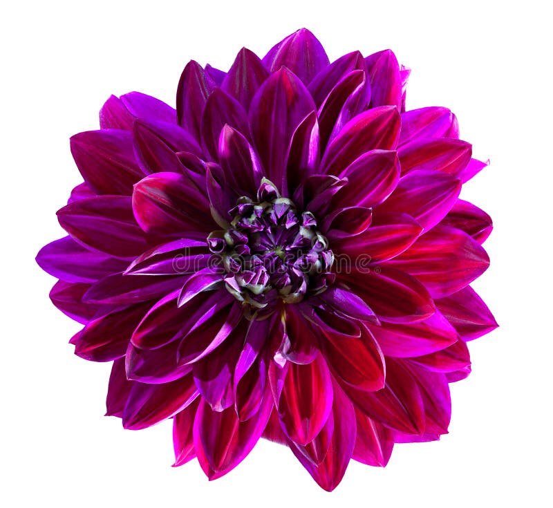Chryzantema purpurowy Kwiat