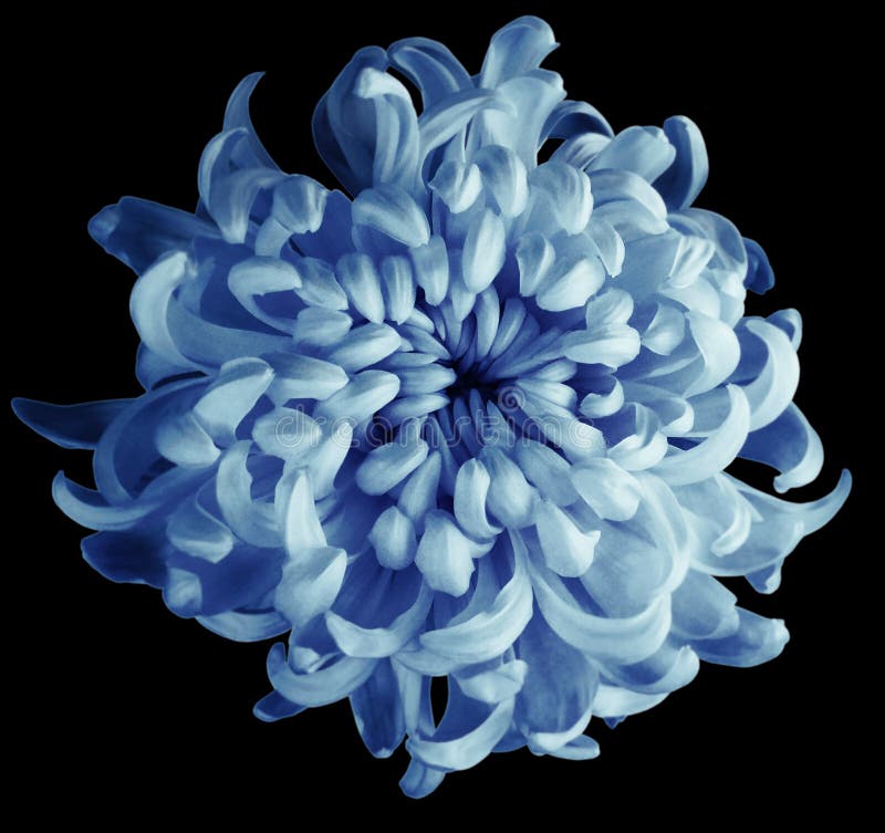 Chryzantema turkusu kwiat odizolowywający z ścinek ścieżką na czarnym tle Piękny chryzantema zmrok - błękita centrum