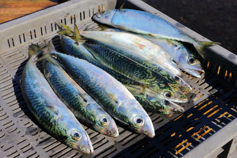 Chub Mackerel, Pacific Mackerel, or Pacific Chub Mackerel Scomber Japonicus  Raw Fish Just Catched. Stock Photo - Image of scomber, ocean: 161692920