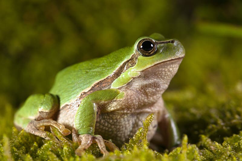 Chubby frog