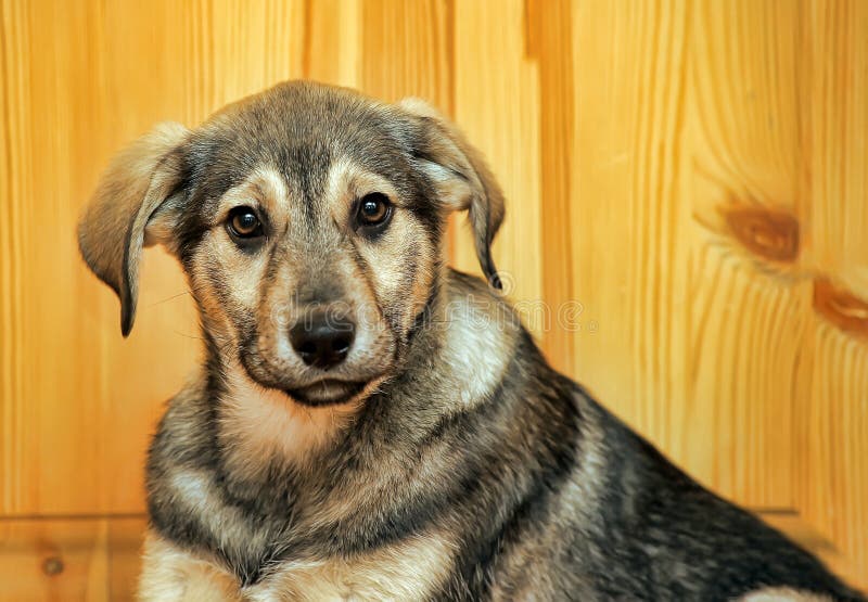 Chucho lindo del perrito imagen de archivo libre de regalías Chucho lindo del perrito imagen de archivo libre de regalías