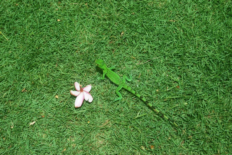 Green is green with a camouflage gecko on grass. Green is green with a camouflage gecko on grass.