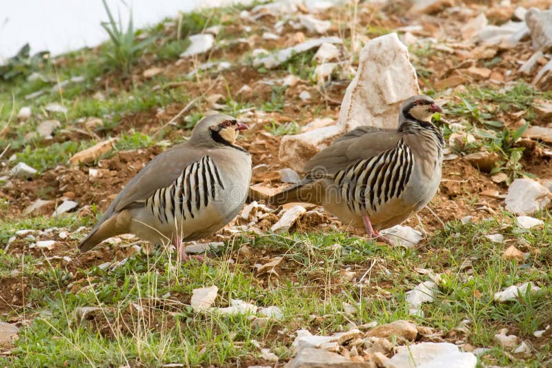 Perdrix chukar image stock