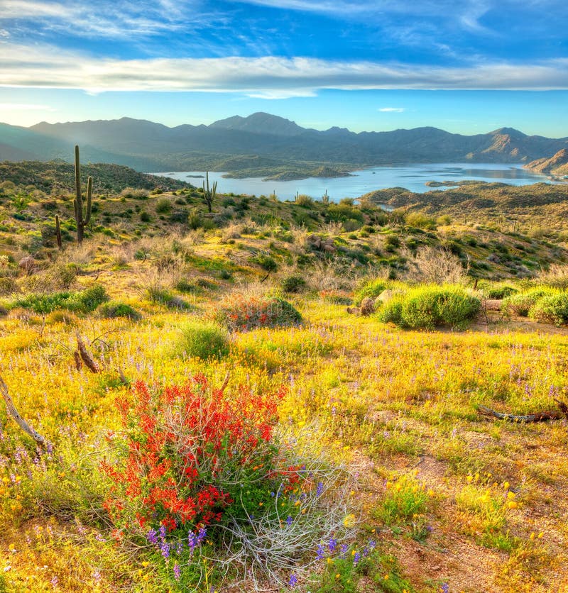 Ocotillo in Bloom stock image. Image of flowers, energy - 30714691