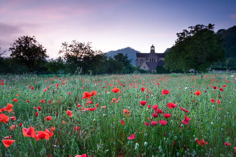 Church and a field of poppies