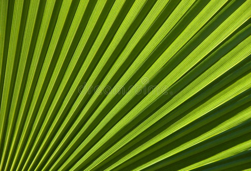 Chusan Palm Leaf section