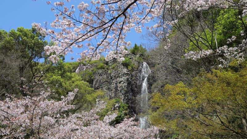 Chute d'eau avec belle fleur de cerisier banque de vidéos