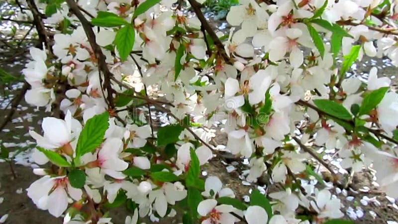 Chute de fleurs de cerisier et de pétales banque de vidéos