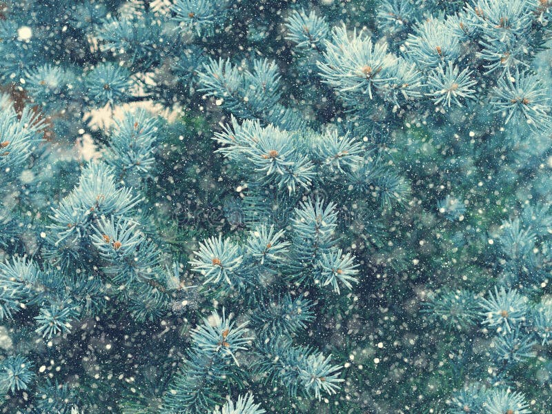 Chute de neige dans la magie de Noël de forêt d'hiver photo libre de droits Chute de neige dans la magie de Noël de forêt d'hiver photo libre de droits