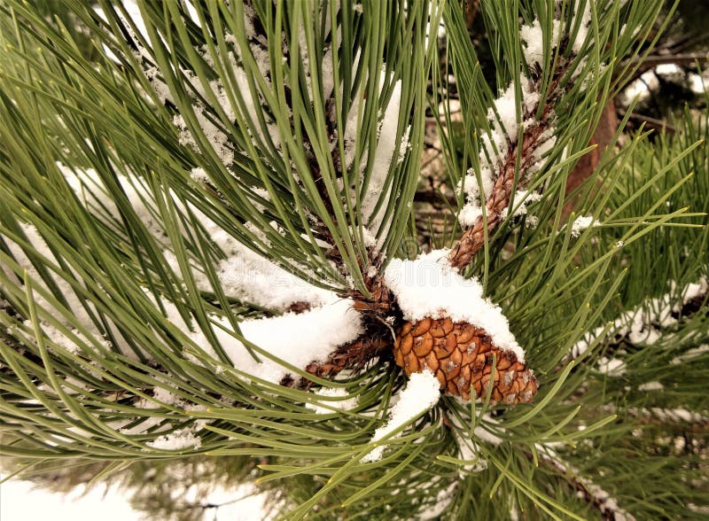Chute de neige sur une branche de pin photo stock Chute de neige sur une branche de pin photo stock